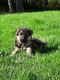 German Shepherd Puppies for sale in Peoria, IL, USA. price: $350