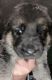 German Shepherd Puppies for sale in Frankfort, NY 13340, USA. price: NA