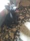 German Shepherd Puppies for sale in St Cloud, MN, USA. price: $120,000