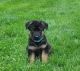 German Shepherd Puppies for sale in Oley, PA 19547, USA. price: NA