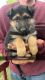 German Shepherd Puppies for sale in Pleasant Hill, OH 45359, USA. price: $500