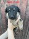 German Shepherd Puppies for sale in Frankfort, IN 46041, USA. price: NA