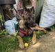 German Shepherd Puppies for sale in Modesto, CA, USA. price: $350