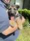 German Shepherd Puppies for sale in Atlanta, GA, USA. price: $350