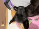 German Shepherd Puppies for sale in Colorado Springs, CO, USA. price: $1,000