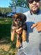 German Shepherd Puppies for sale in Oxford, NC 27565, USA. price: $1,200