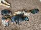 German Shepherd Puppies for sale in Merced, CA, USA. price: $800