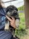 German Shepherd Puppies for sale in Crystal, MI 48818, USA. price: $450