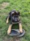 German Shepherd Puppies for sale in Northfield, OH 44067, USA. price: $750