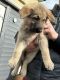 German Shepherd Puppies for sale in Dallas, TX 75270, USA. price: $500