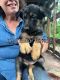 German Shepherd Puppies for sale in Old Town, FL 32680, USA. price: NA