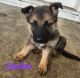 German Shepherd Puppies for sale in Dayton, OH 45410, USA. price: $800