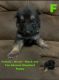 German Shepherd Puppies for sale in Summerville, SC, USA. price: NA