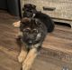 German Shepherd Puppies for sale in Fort Smith, AR, USA. price: $650