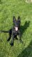 German Shepherd Puppies for sale in New Ross, IN 47968, USA. price: NA