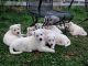 German Shepherd Puppies for sale in Montgomery, AL 36123, USA. price: $699