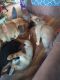 German Shepherd Puppies for sale in Cleveland, OH, USA. price: $350