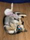 German Shepherd Puppies for sale in Howard Beach, Queens, NY, USA. price: NA