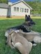 German Shepherd Puppies for sale in Clarksville, TN, USA. price: $600