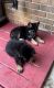 German Shepherd Puppies for sale in Morrow, GA 30260, USA. price: $800
