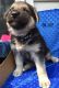 German Shepherd Puppies for sale in Ionia, MI 48846, USA. price: $1,500