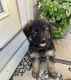 German Shepherd Puppies for sale in Denver, CO, USA. price: NA