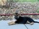 German Shepherd Puppies for sale in Firth, NE 68358, USA. price: $350