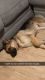German Shepherd Puppies for sale in York, PA, USA. price: $4,000