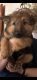 German Shepherd Puppies for sale in Womelsdorf, PA 19567, USA. price: $400