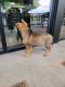 German Shepherd Puppies for sale in Galion, OH 44833, USA. price: $500