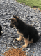 German Shepherd Puppies for sale in Bristol, TN, USA. price: $400