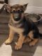German Shepherd Puppies for sale in Escondido, CA, USA. price: $100