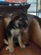 German Shepherd Puppies for sale in Santa Fe, TX, USA. price: NA