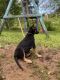 German Shepherd Puppies for sale in Greenville, SC, USA. price: $300