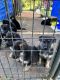 German Shepherd Puppies for sale in Murphy, NC 28906, USA. price: $700