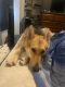 German Shepherd Puppies for sale in Ladson, SC 29456, USA. price: NA