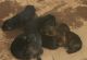 German Shepherd Puppies for sale in Corona, CA, USA. price: $600