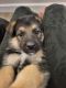 German Shepherd Puppies for sale in Troy, MO, USA. price: $800