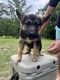 German Shepherd Puppies for sale in Florence, SC, USA. price: $700