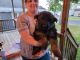 German Shepherd Puppies for sale in Frankfort, NY 13340, USA. price: $1,500