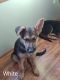 German Shepherd Puppies for sale in Chicora, PA, USA. price: $650