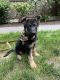 German Shepherd Puppies for sale in 3 Oakwood Ave, Norwalk, CT 06850, USA. price: NA