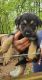 German Shepherd Puppies for sale in Holiday Island, AR 72631, USA. price: $300