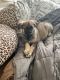 German Shepherd Puppies for sale in Lexington, NC 27292, USA. price: $500