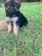 German Shepherd Puppies for sale in Charlotte, NC, USA. price: $550