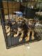 German Shepherd Puppies for sale in Coplay, PA 18037, USA. price: $375
