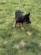 German Shepherd Puppies for sale in Plymouth, IN 46563, USA. price: $250