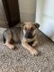 German Shepherd Puppies for sale in Denver, CO 80022, USA. price: $600