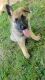 German Shepherd Puppies for sale in London, KY, USA. price: $300