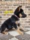 German Shepherd Puppies for sale in New Haven, IN, USA. price: $500